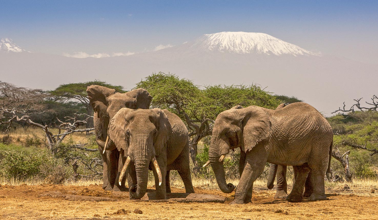 Spotting elephants in Amboseli, against the backdrop of Mount Kilimanjaro, on a Kenyan Safari