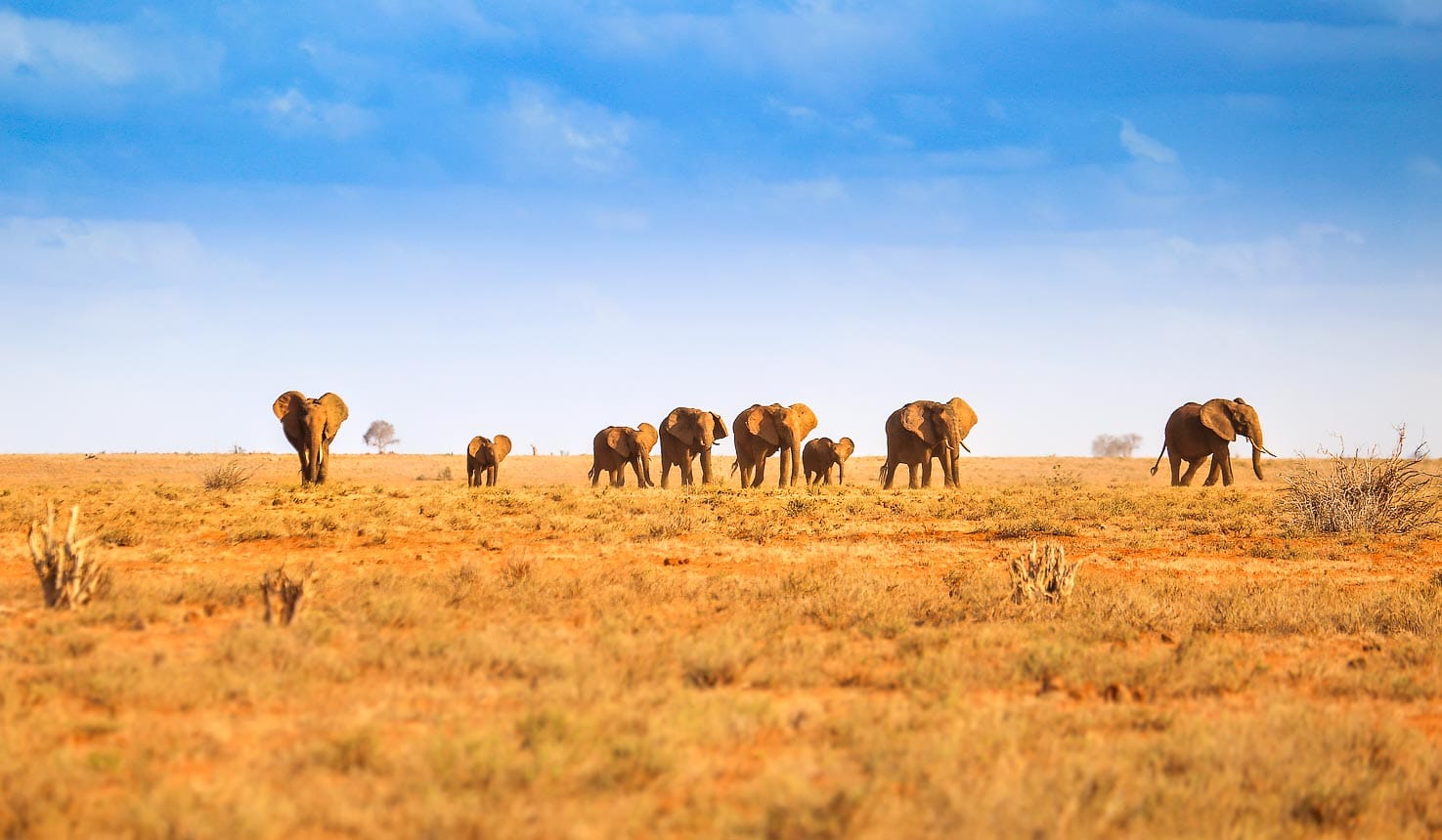 A herd of red-elephants at Tsavo East in Kenya