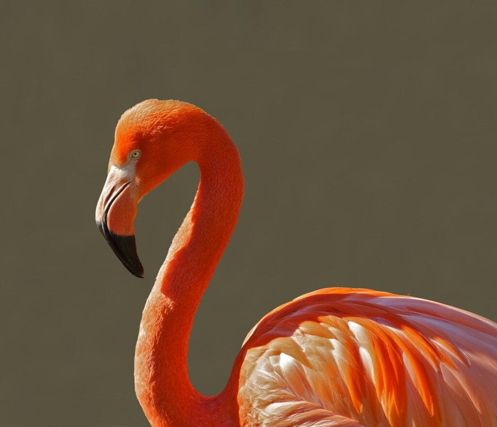 Close up short of a flamingo