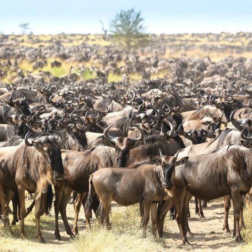 A herd of wildebeest in Serengeti