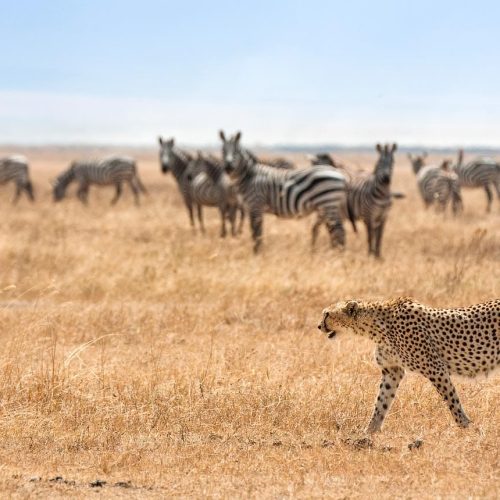 Cheetahs in Kenya and other Wildlife