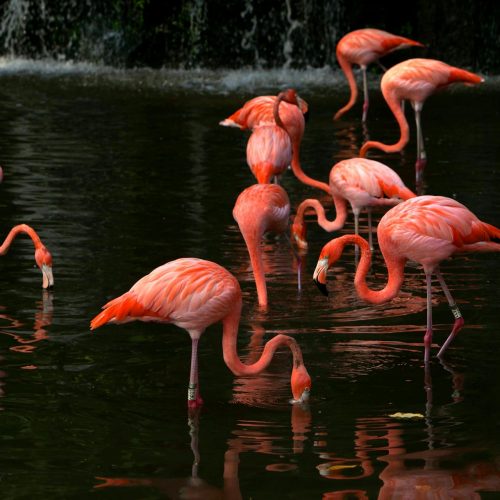 Up close with flamingos